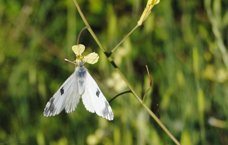 Conferma pieridae